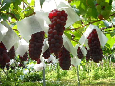 贈答用デラウエア35