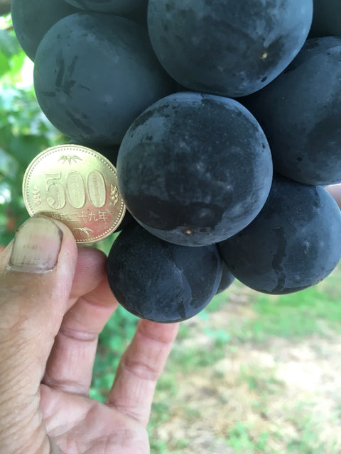 贈答用藤稔５５