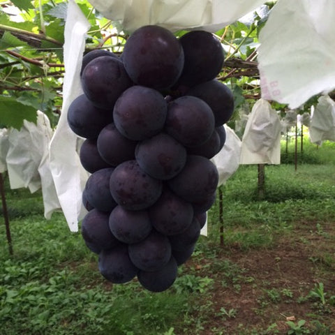 贈答用藤稔８０