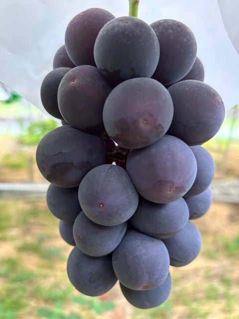 贈答用ピオーネ45