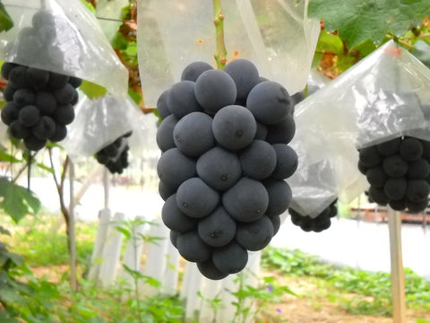 家庭用ピオーネ40