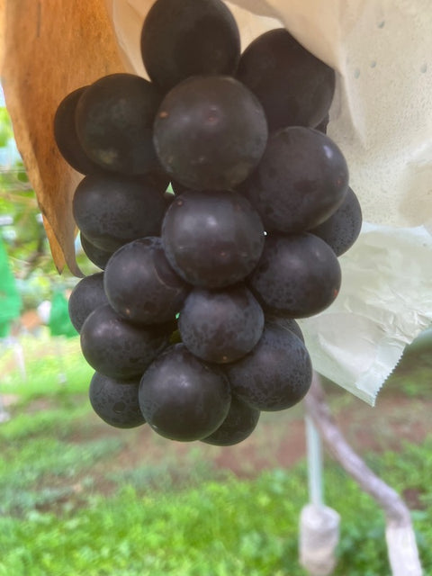 家庭用ピオーネ70