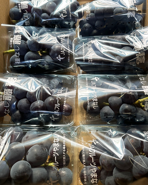 【家庭用8,500円・品種別】巨峰・藤稔（８月中旬頃）ピオーネ（９月以降）シャイン（９月以降）
